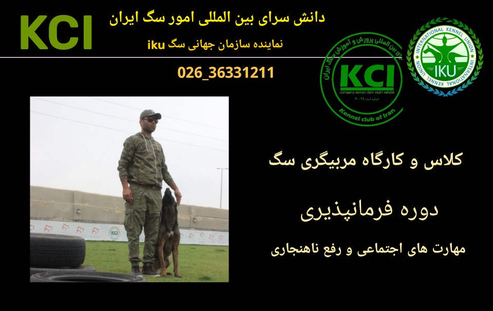 آموزش سگ در کلاس مربیگری سگ kci با مدرک بین المللی مربیگری سگ 